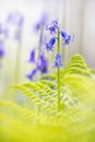 Blue bells are beautiful violet wild flowers