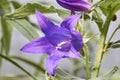 Blue bells bloom in the garden Blue flower bell, summer nature p Royalty Free Stock Photo