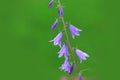 Blue Bells Royalty Free Stock Photo