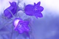 Blue bells on delicate background. soft focus and artistic image. Selective focus Royalty Free Stock Photo