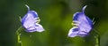 Blue bells Royalty Free Stock Photo