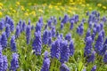 Blue bells Muscari armeniacum in a flowerbed in early spring. Delicate spring garden flowers. Landscape design Royalty Free Stock Photo