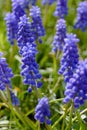 Blue bells Muscari armeniacum in a flowerbed in early spring. Delicate spring garden flowers. Landscape design Royalty Free Stock Photo
