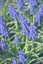 Blue bells muscari flowers close up. A group of grape hyacinths Muscari armeniacum with selective focus Royalty Free Stock Photo