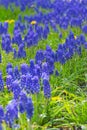 Blue bells muscari flowers close up. A group of grape hyacinths Muscari armeniacum with selective focus Royalty Free Stock Photo