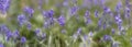 Blue bells wild flower panorama Royalty Free Stock Photo