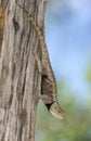 Blue belly lizard in the desert posing on fence post hanging head down with tree background