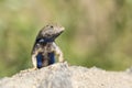 Blue belly lizard in the desert posing on a rock with green background Royalty Free Stock Photo