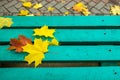 Yellow and red maple leaves on turquoise painted old wooden bench in public park. Royalty Free Stock Photo