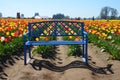 Blue Bench at Wooden Shoe Tulip Farm, Woodburn, OR Royalty Free Stock Photo