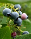 Blue Berries Royalty Free Stock Photo