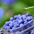 Blue berries Royalty Free Stock Photo
