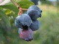 Blue Berries Royalty Free Stock Photo