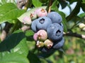 Blue berries