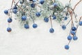 Blue berries and green Christmas fir branch on white snow. Christmas composition on white background Royalty Free Stock Photo
