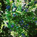 Blue berries in Italy, octobre 2018
