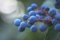 Mahonia Oregon grape berries close up