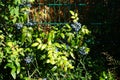 The blue berries of Mahonia aquifolium grow in July. Berlin, Germany Royalty Free Stock Photo