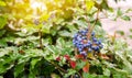 Blue berries Mahonia aquifolium Oregon-grape or Oregon grape and bush is a species of flowering plant in the family