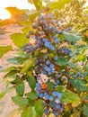 Blue berries Mahonia aquifolium Oregon-grape or Oregon grape and bush is a species of flowering plant in the family