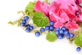 Blue berries of mondo grass and cyclamen Royalty Free Stock Photo