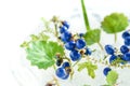 Blue berries of mondo grass Royalty Free Stock Photo
