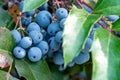 Blue berries from the Oregon grape Berberis aquifolium