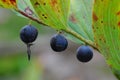 Blue berries(PolygonÃÂ¡tum odoratum)