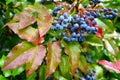 Blue berries of trailing mahonia Mahonia aquifolium Pursh Nutt