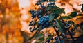 Blue berries on warm bokeh background Royalty Free Stock Photo