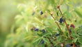 blue berry honeysuckle hanging on a green bush Royalty Free Stock Photo