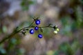 Blue berrys on a branch macro