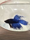 Blue beta fish bowl stock photos