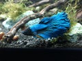 Blue Beta Splendes fish