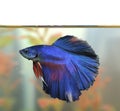 Blue betta fish Aquarian swims in aquarium water Royalty Free Stock Photo