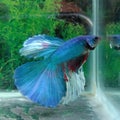 Blue Betta fish ikan cupang biru Royalty Free Stock Photo