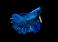 Blue betta fish, Siamese fighting fish was isolated on black background. Fish also action of turn head in different direction Royalty Free Stock Photo