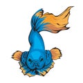 Blue Betta Fish Vector Illustration