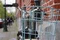 Blue bicycle basket in Bruges streets Royalty Free Stock Photo