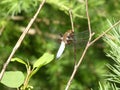 Blue dragonfly on a branch in the forest