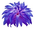 Blue big flower on a white isolated background with clipping path. Side view. Closeup. big shaggy flower. for design. Dahlia Royalty Free Stock Photo