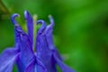 Blue big iris flower on a background of green grass Royalty Free Stock Photo