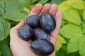 Blue big plums on an open palm with leaves