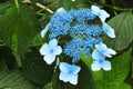 Blue bigleaf hydrangea (Hydrangea macrophylla) flowers Royalty Free Stock Photo