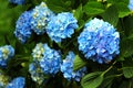 Blue bigleaf hydrangea (Hydrangea macrophylla) flowers Royalty Free Stock Photo