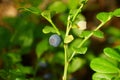 Blue bilberry on a green stalk of a bush with leaves