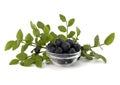 Blue bilberry or whortleberry Royalty Free Stock Photo