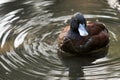 Blue billed duck Royalty Free Stock Photo
