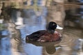 Blue billed duck Royalty Free Stock Photo
