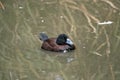 Blue billed duck Royalty Free Stock Photo